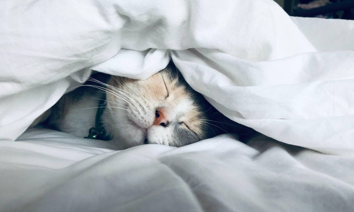 Tips for Better Sleep